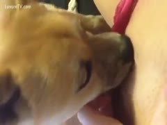 Dog licking all over the pants